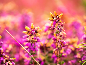 Close-up of pink flowering plant