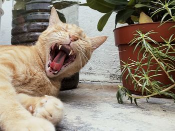 Cat yawning