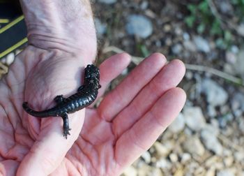 Close-up of hand holding lizard