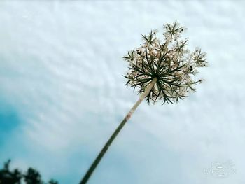 Low angle view of pine tree against sky