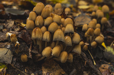 nature