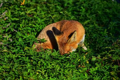 High angle view of snake on grass