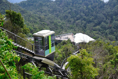 View of trees and plants growing in forest