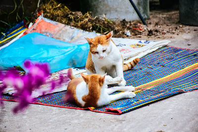 Cat relaxing outdoors