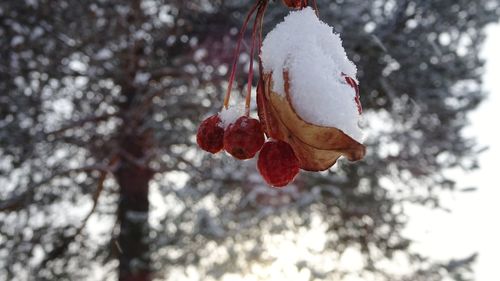 Low angle view of snow on tree