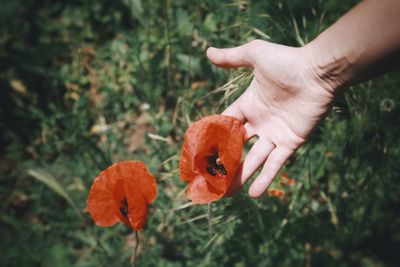 Close-up of hand holding orange flower