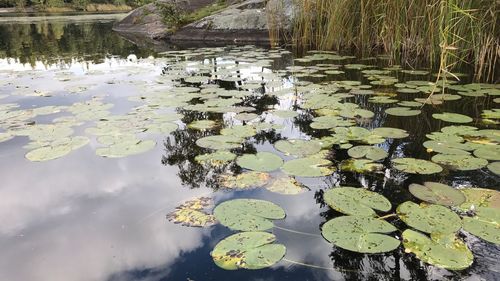 Close-up of lily pads in pond