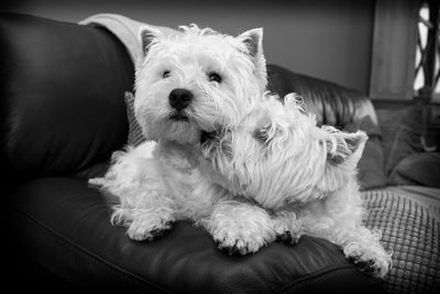 Portrait of dog relaxing on sofa at home