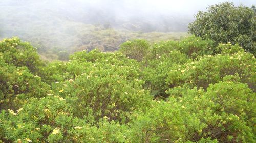 Close-up of fresh green plants