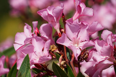 Close-up of pink flowering plant