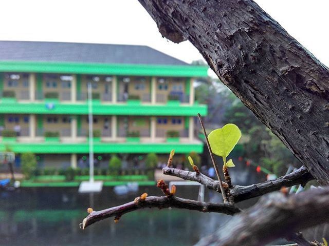 focus on foreground, branch, tree, close-up, building exterior, tree trunk, built structure, low angle view, architecture, day, nature, outdoors, wood - material, selective focus, clear sky, one animal, no people, leaf, green color, animal themes