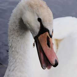 Close-up of swan