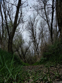 Bare trees in forest