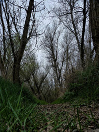 Bare trees in forest