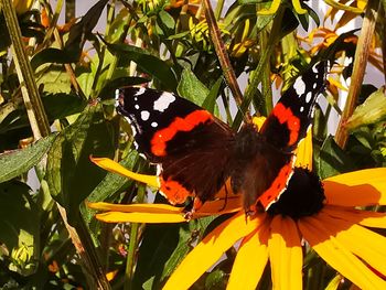 Butterfly pollinating flower