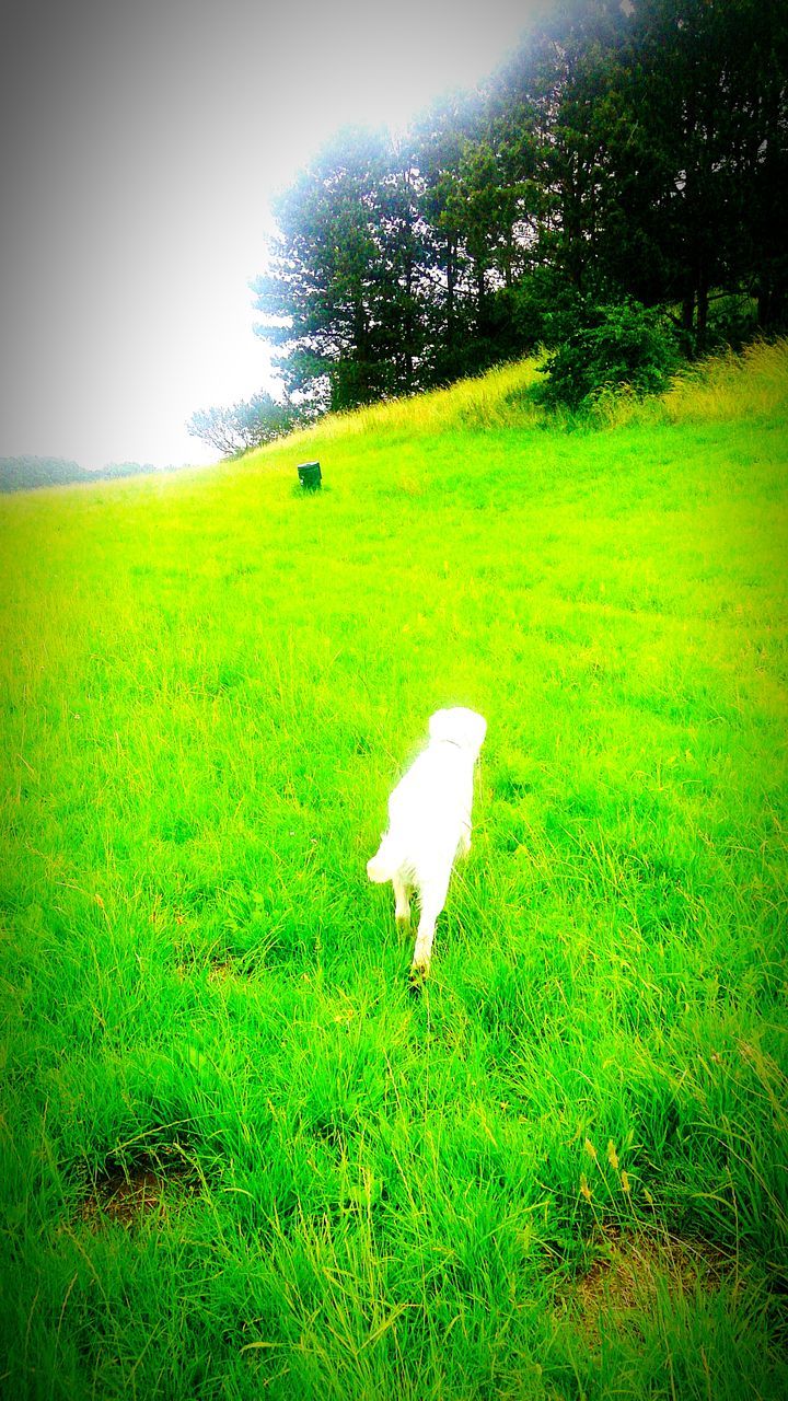 grass, field, grassy, one animal, green color, animal themes, flying, mid-air, nature, landscape, white color, sunlight, grassland, day, growth, outdoors, tranquility, beauty in nature, tree, sport