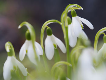 Close-up of white flowers blooming outdoors