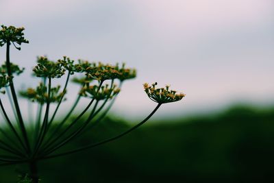 Close-up of dill flower against sky 