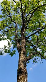 Low angle view of tree against sky