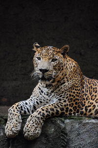 In this photo there is a sri lankan leopard sitting looking at the camera.