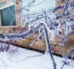 Close-up of icicles on tree during winter