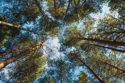 Low angle view of trees in forest