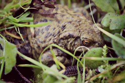 Close-up of toad in grass