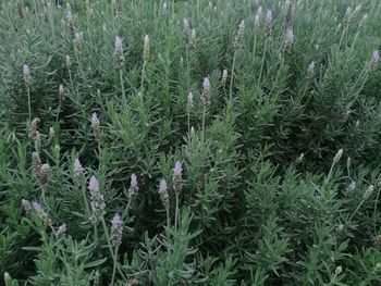 High angle view of flowering plants on field