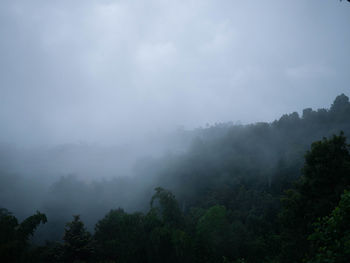 Trees in forest against sky