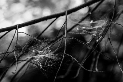 Close-up of spider web on bare tree branches