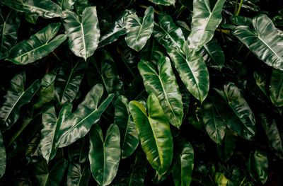 Full frame shot of leaves