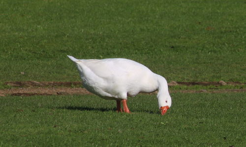 Side view of a bird on field