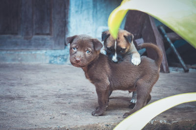 Portrait of puppy