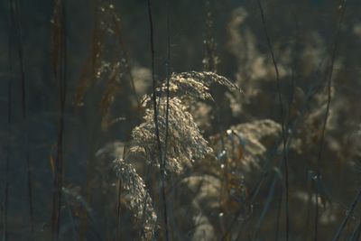 Close-up of dry plants on land