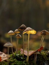 Close-up of mushroom growing on field