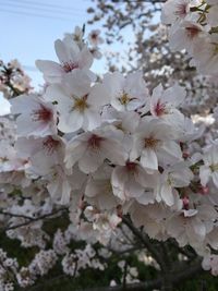 Close-up of apple blossoms in spring