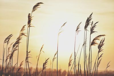 Close-up of stalks in field against sunset sky