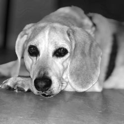 Close-up portrait of dog lying down on floor
