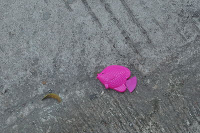 High angle view of pink flowers on street