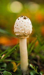 Close-up of mushroom