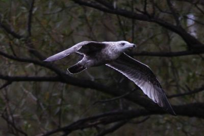 Close-up of a bird flying