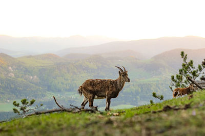 Deer standing on field against mountain range