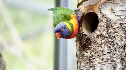 Close-up of a rainbow bird perching on wood