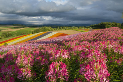 Scenic view of flowering plants on field against cloudy sky