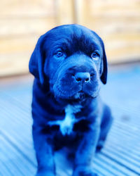 Close-up portrait of puppy