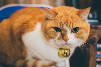 Close-up portrait of cat