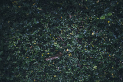 Full frame shot of plants