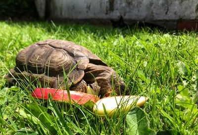 Close-up of turtle on field