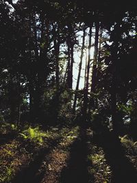 Trees in forest