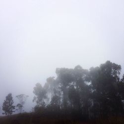 Low angle view of trees in foggy weather against sky